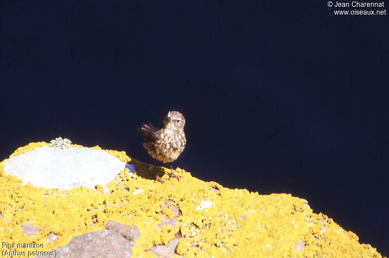 European Rock Pipit