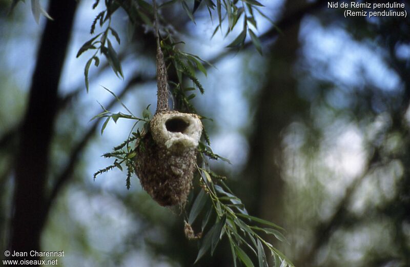 Eurasian Penduline Tit