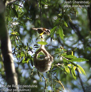 Rémiz penduline