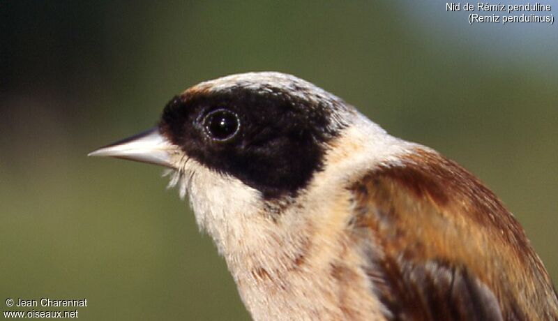 Eurasian Penduline Tit