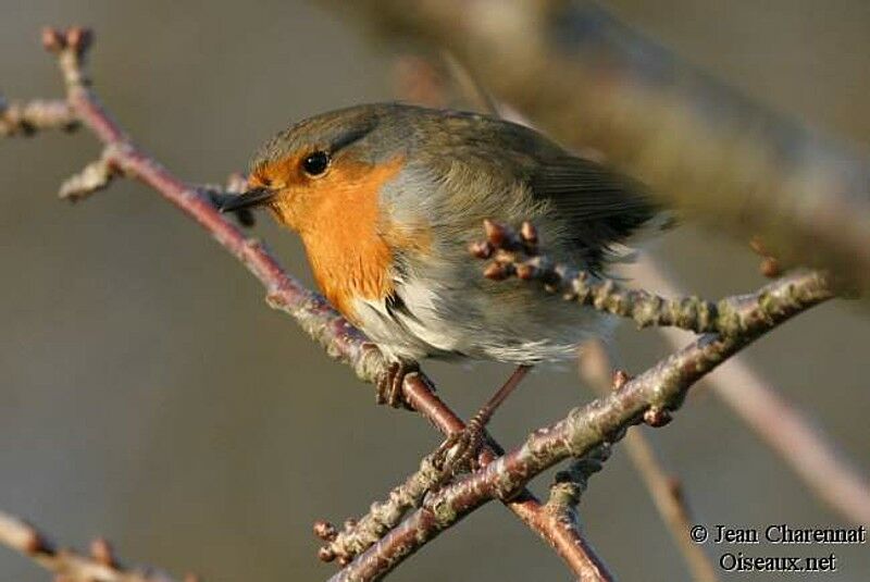 European Robin