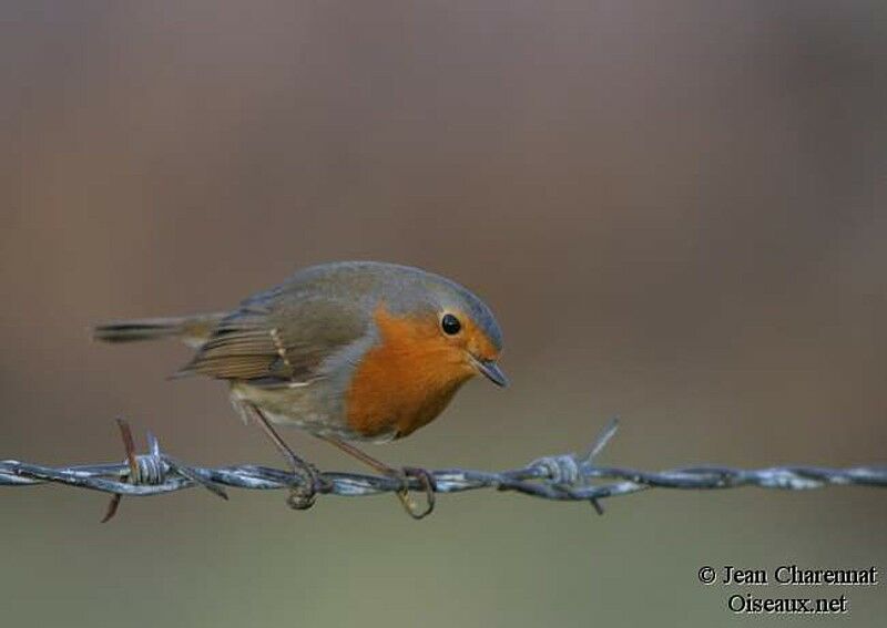 European Robin