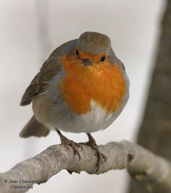 European Robin