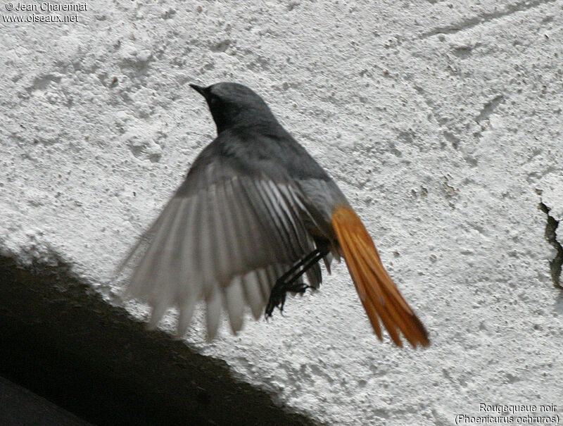 Black Redstart