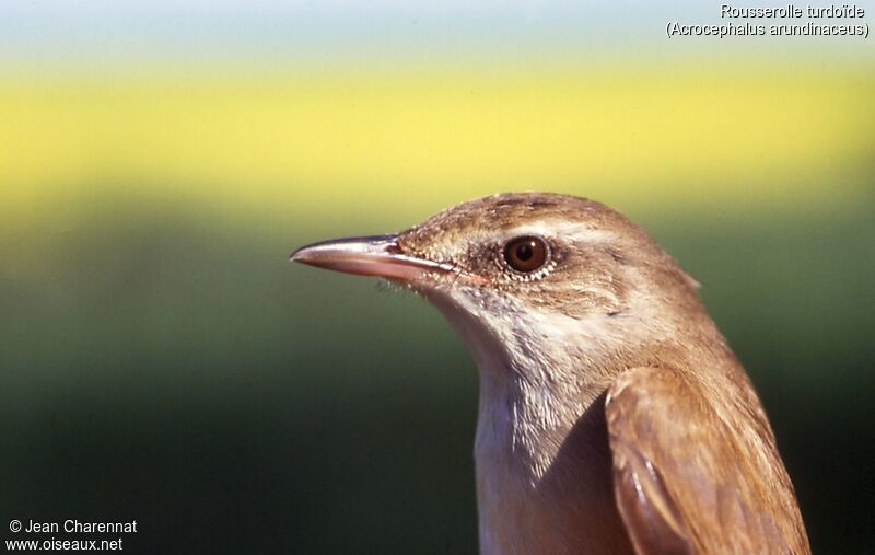 Great Reed Warbler