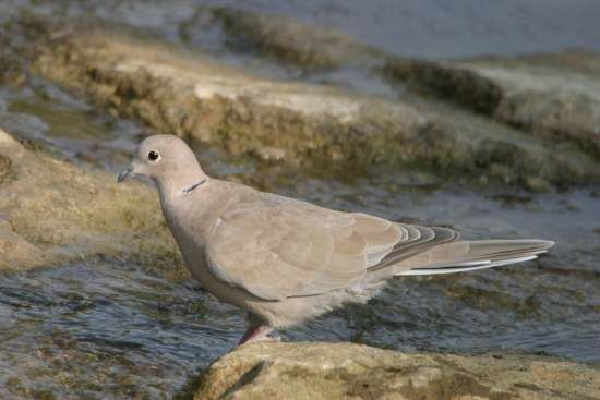 Eurasian Collared Dove