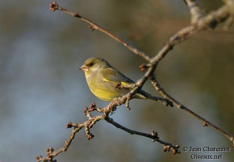 European Greenfinch