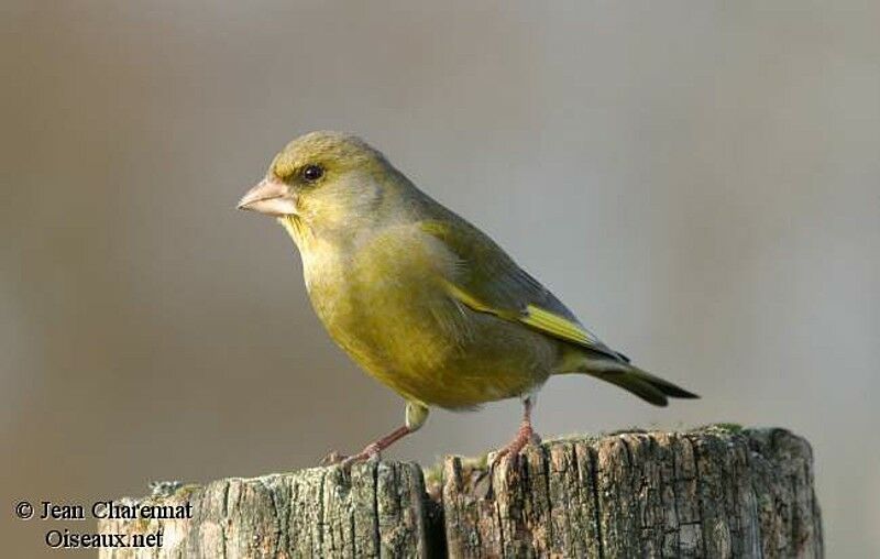 European Greenfinch