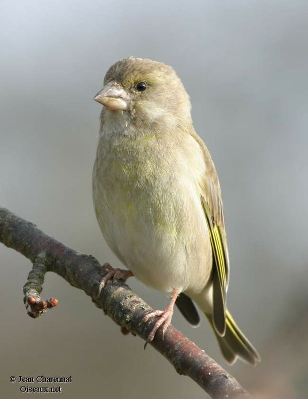 European Greenfinch