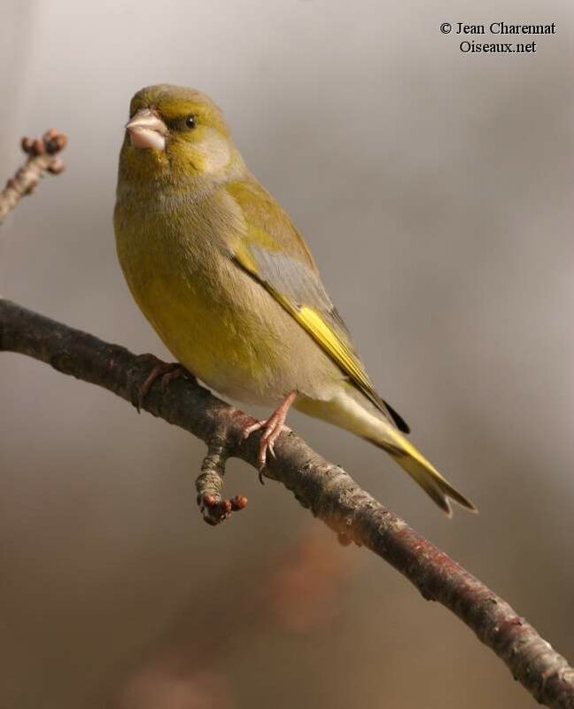 European Greenfinch