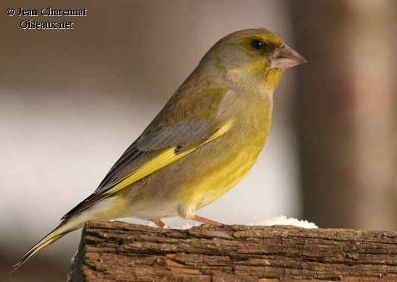 European Greenfinch