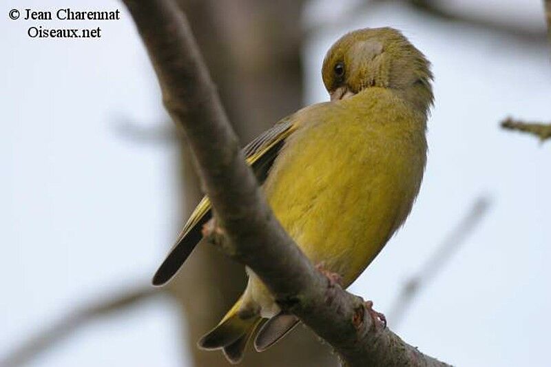 European Greenfinch