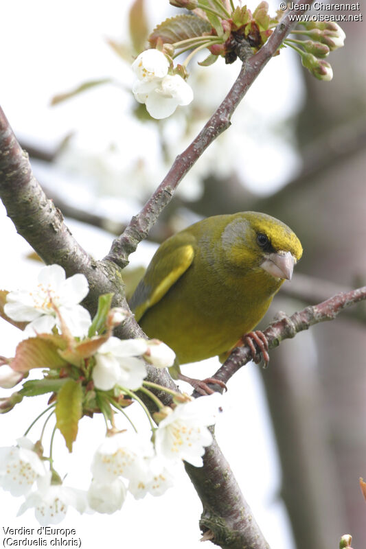 European Greenfinch