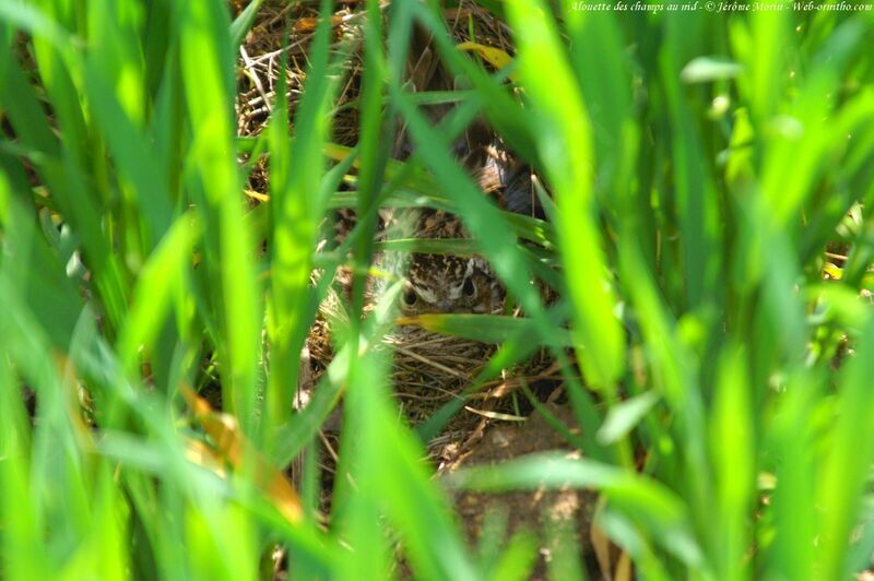 Woodlarkadult, Reproduction-nesting