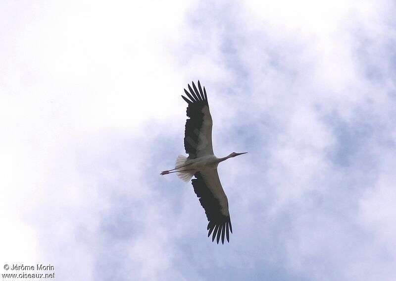 White Storkadult, Flight