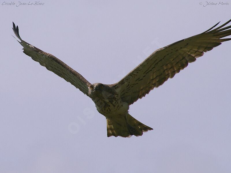 Short-toed Snake Eagleadult, Flight