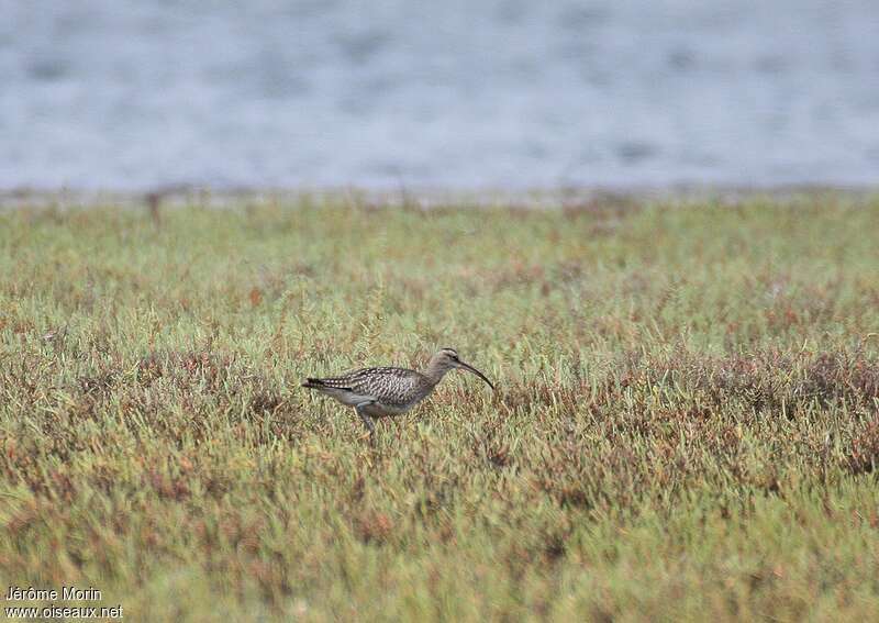 Courlis corlieuadulte, habitat, pêche/chasse