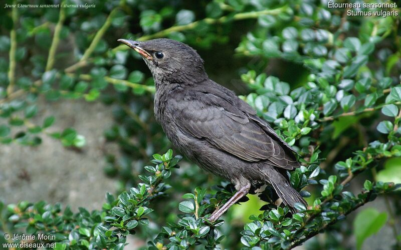 Common Starlingjuvenile, identification