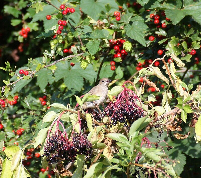 Eurasian Blackcap female adult, identification, feeding habits