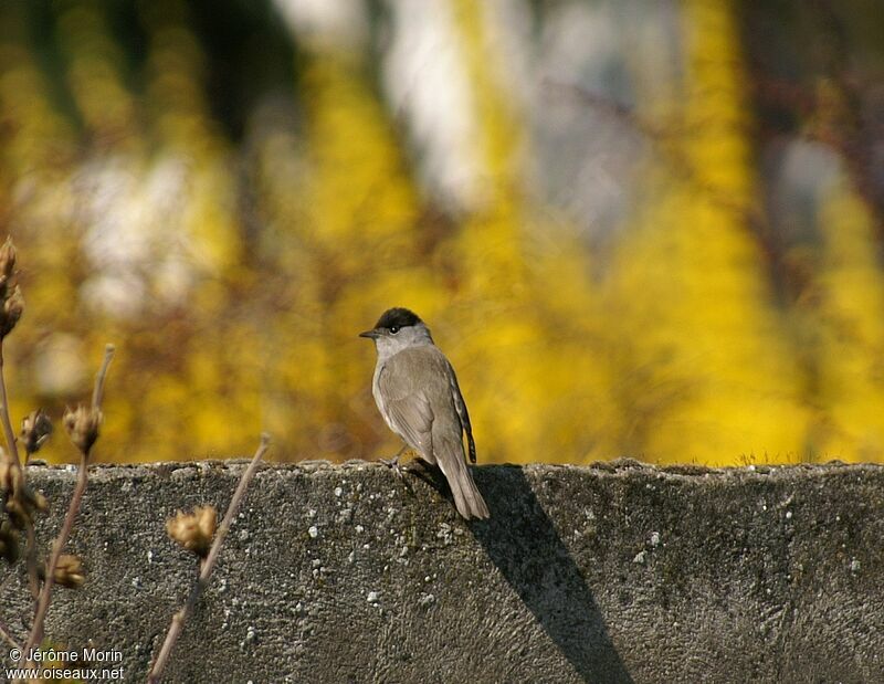 Eurasian Blackcap male adult, identification