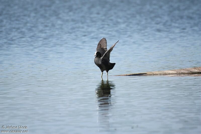 Eurasian Cootadult, identification, Behaviour