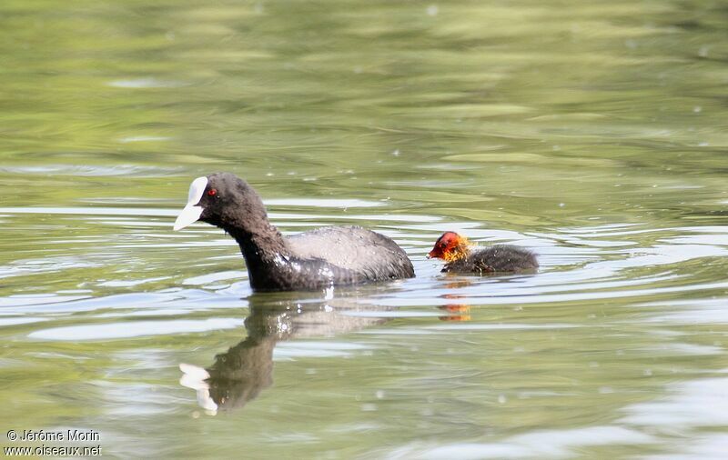 Foulque macrouleadulte, identification, Comportement