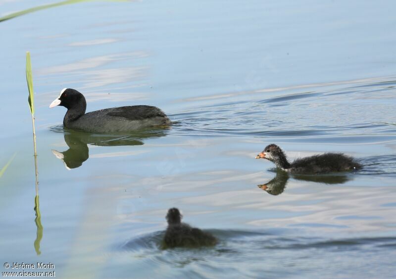 Foulque macroule, identification, Nidification