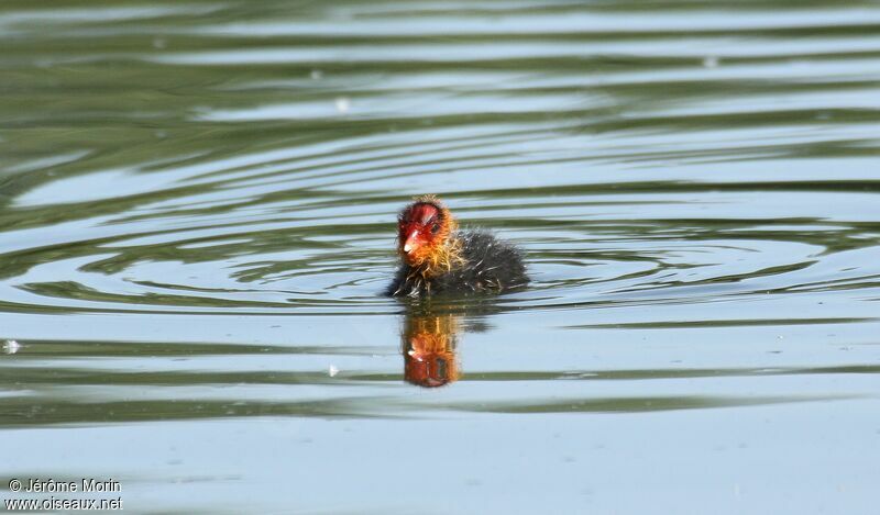 Eurasian CootFirst year, identification