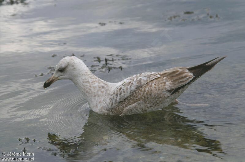 European Herring Gulljuvenile, identification