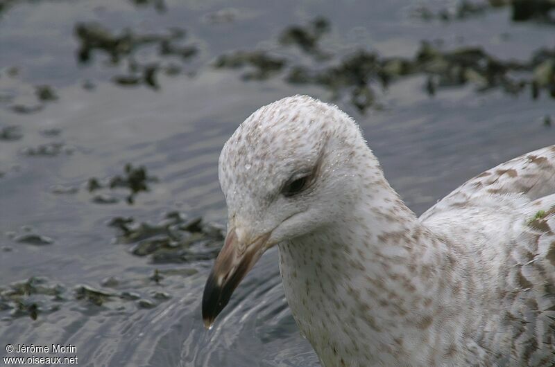 European Herring Gulljuvenile, identification