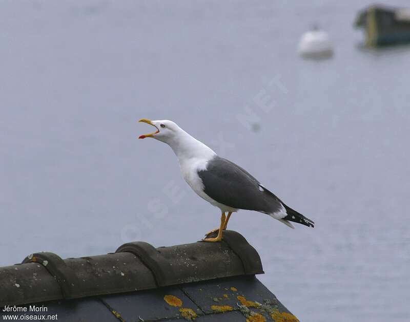 Lesser Black-backed Gulladult breeding, song