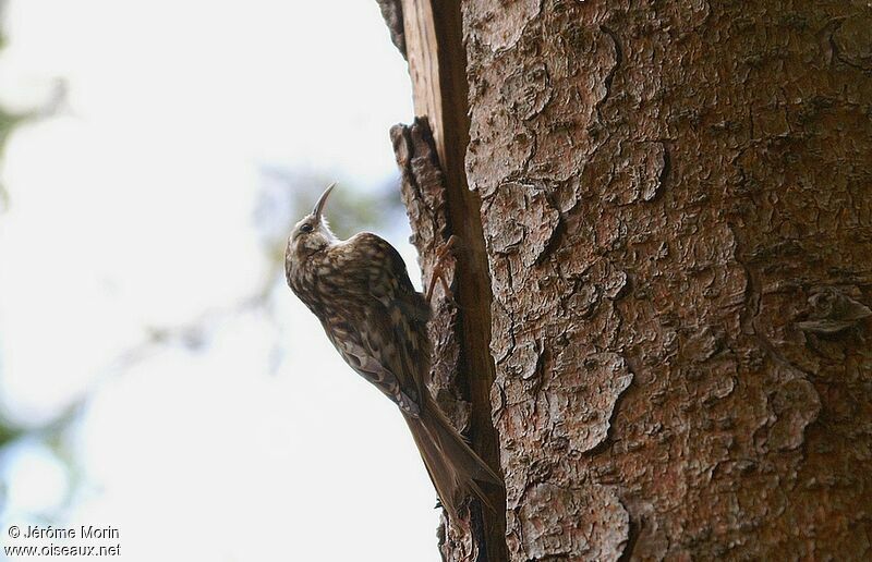 Eurasian Treecreeperadult, identification