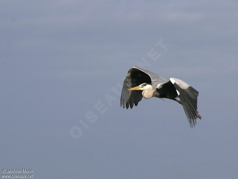 Grey Heronadult, Flight