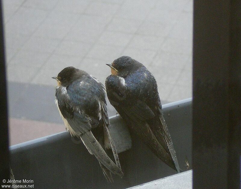 Barn Swallow, identification