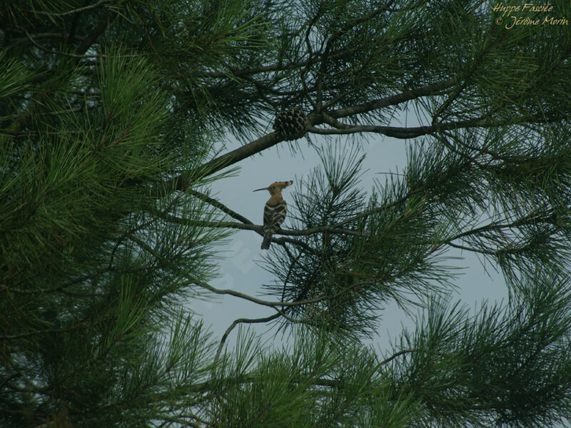 Eurasian Hoopoeadult, identification