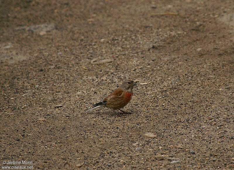 Common Linnet male adult, identification