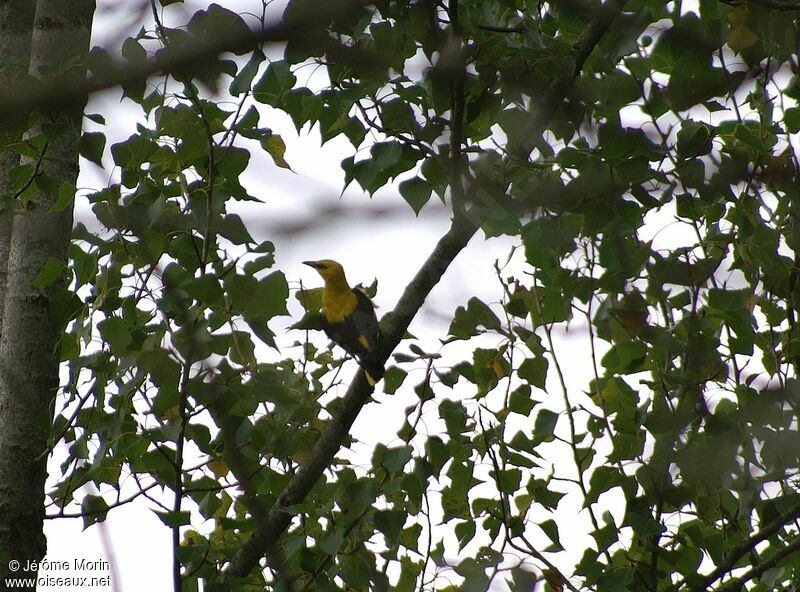 Eurasian Golden Oriole male adult, identification