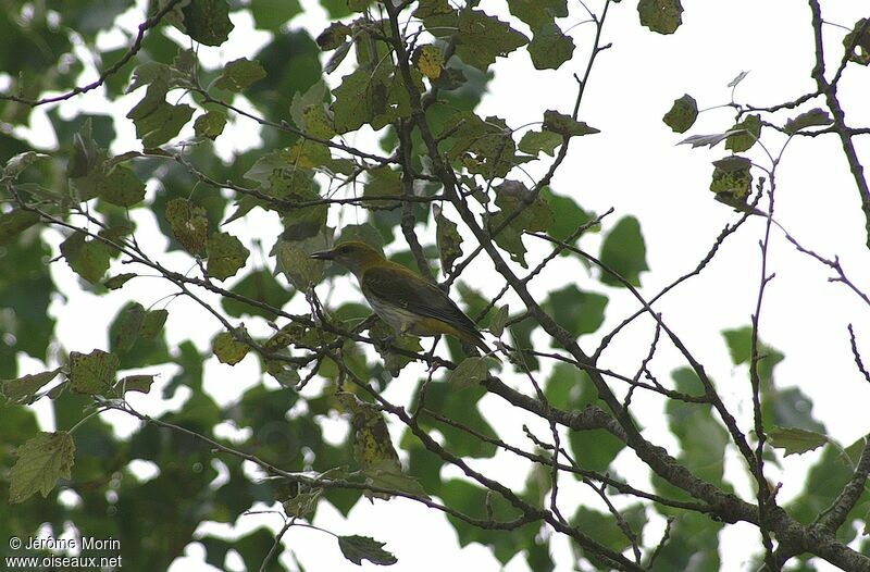 Eurasian Golden Oriole female adult, identification