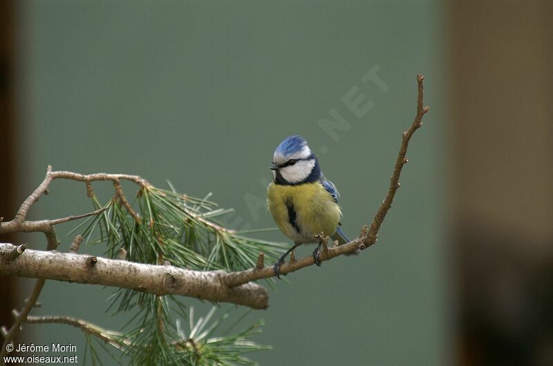 Mésange bleueadulte, identification