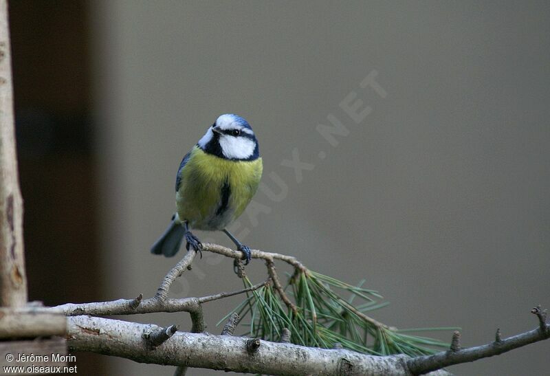 Eurasian Blue Titadult, identification