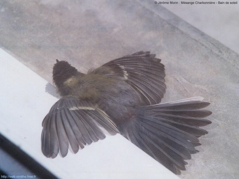 Mésange charbonnièreadulte, Comportement