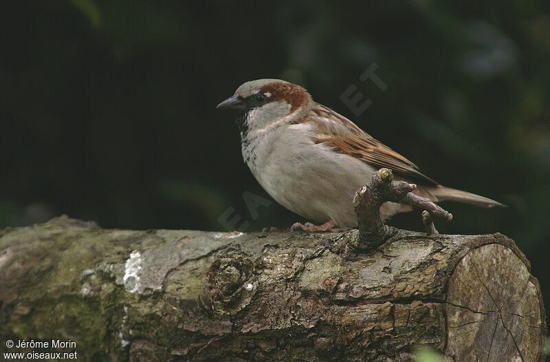 Moineau domestique mâle adulte, identification