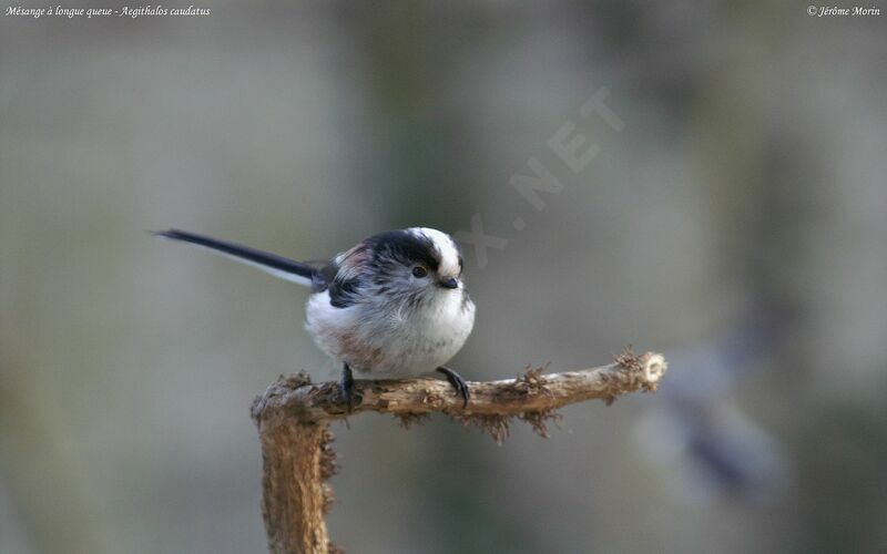 Long-tailed Tit