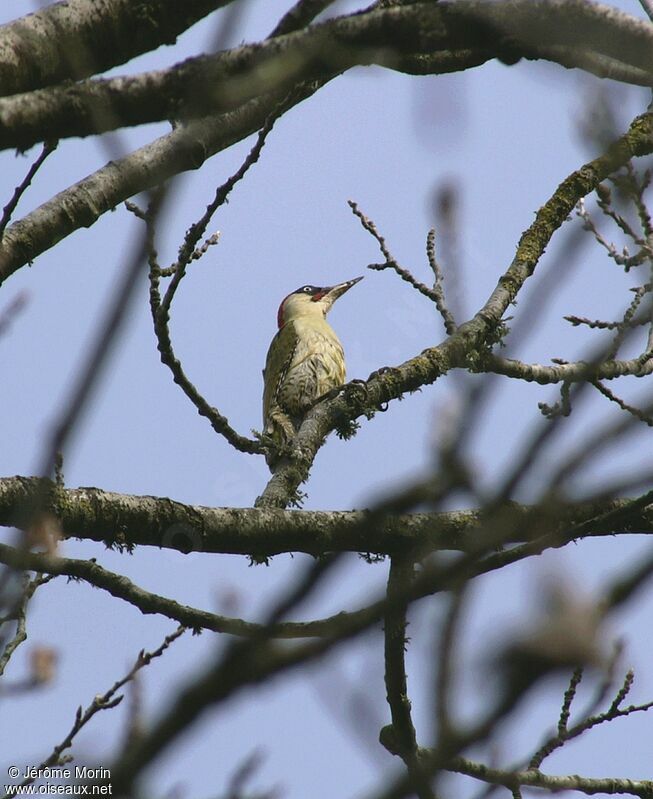 European Green Woodpecker male adult, identification