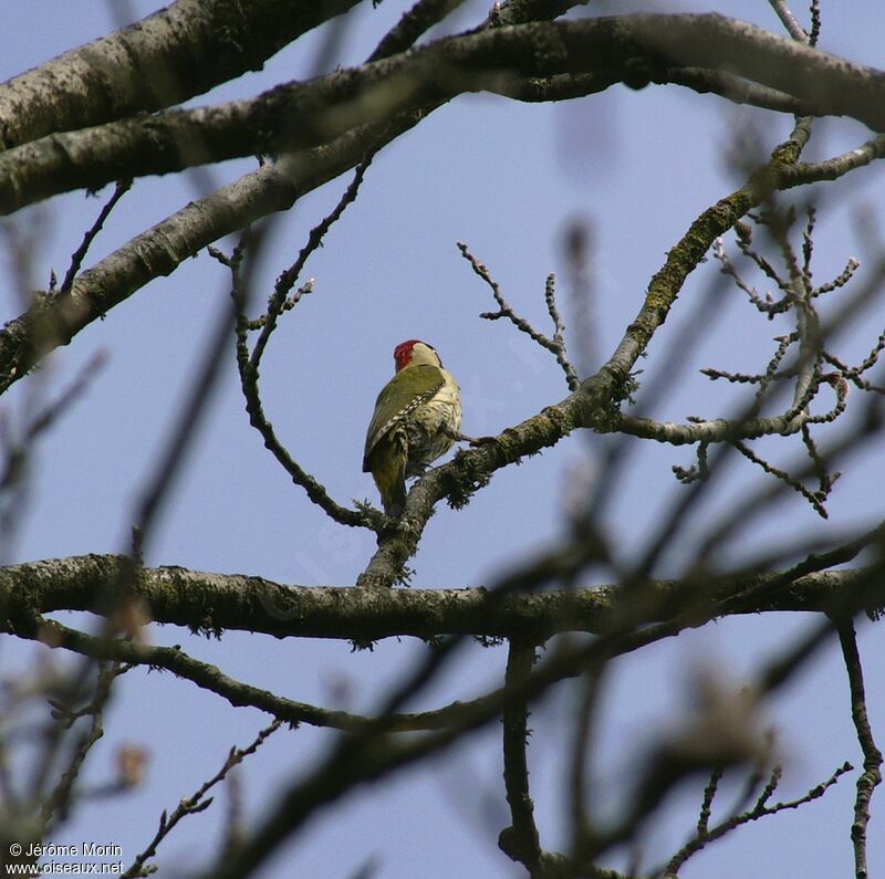 European Green Woodpecker male adult, identification