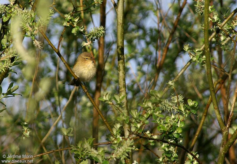 Pouillot véloceadulte, identification