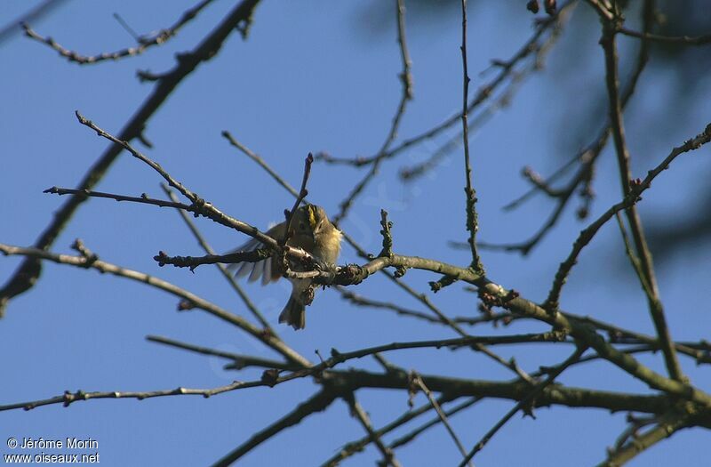 Goldcrestadult, identification