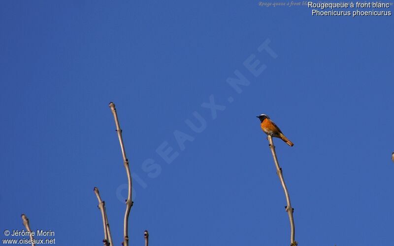 Common Redstart male adult, identification