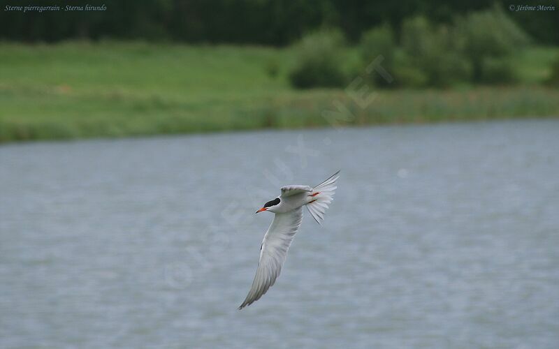 Common Ternadult, Flight