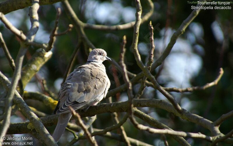 Eurasian Collared Doveadult, identification